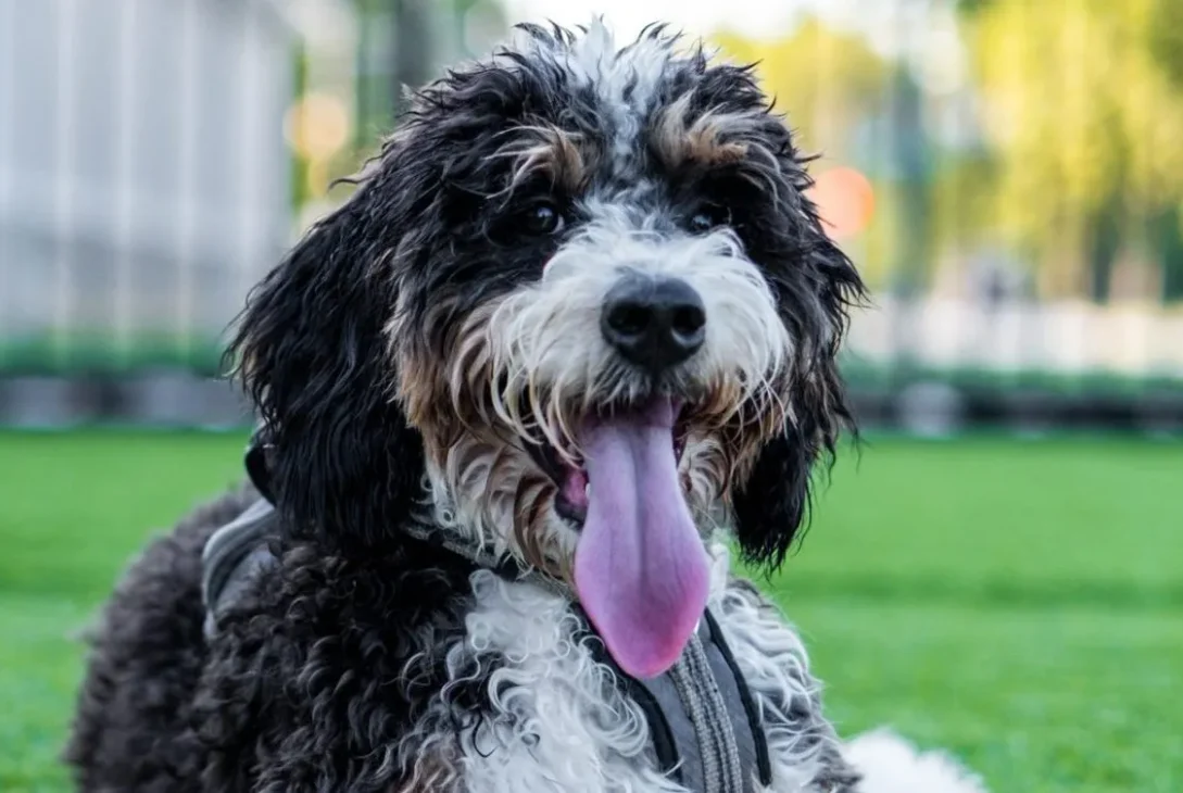 Mini Bernedoodle