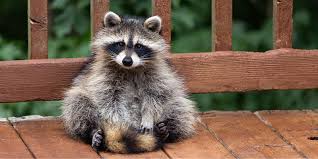 raccoon removal houston