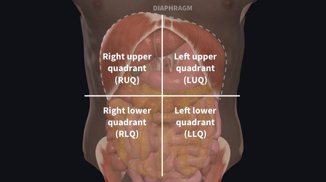 abdominal quadrants and organs