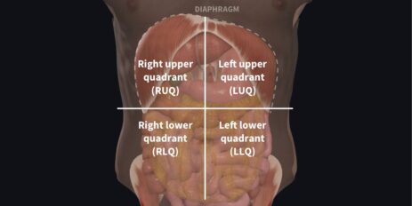 abdominal quadrants and organs