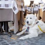 Dog Friendly Restaurant in Raleigh